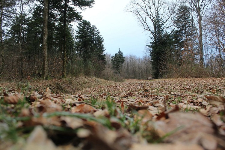 Forêt domaniale - La Pierre des 4 communes - Arnac Pompadour © J.Lautrete - Office de Tourisme Terres de Corrèze (1)