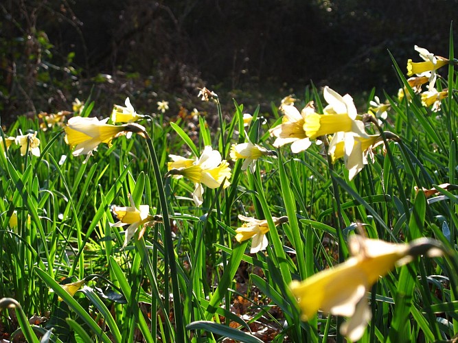 Circuit des Jonquilles_Mauvezin