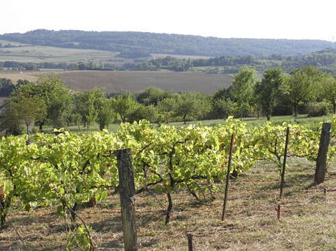 Entre vignes et vergers
