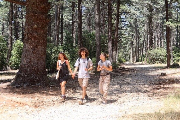 Randonneurs dans la Forêt des Cèdres