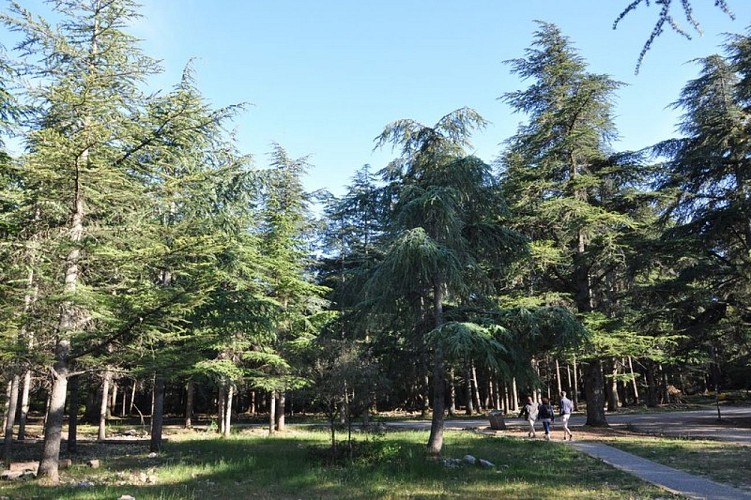 Randonneurs dans la Forêt des Cèdres