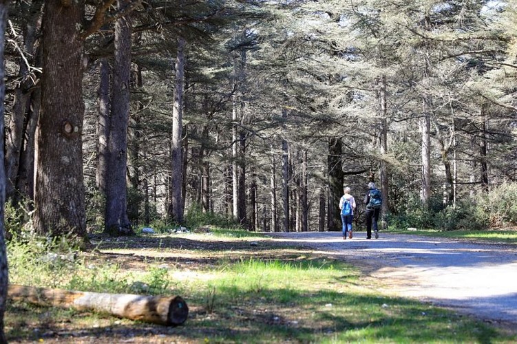 Randonneurs dans la Forêt des Cèdres
