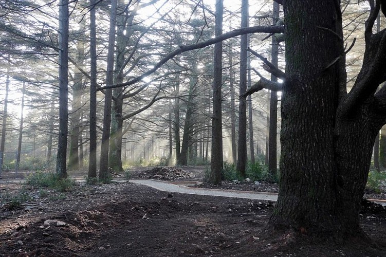 Sentier des Cèdres