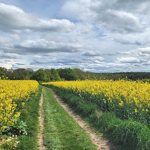 Champs aux alentours d'Auvers-sur-Oise