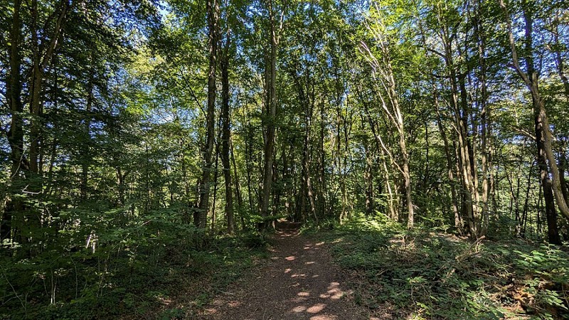 Forêt de Beaurieux