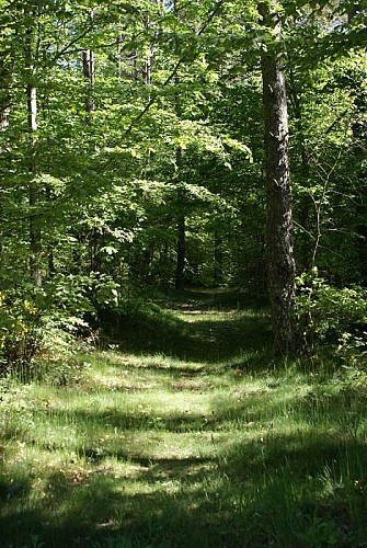Sentier boisée en bord de Tourbière
