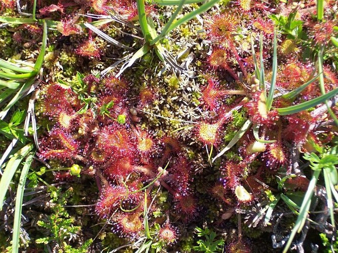 La drosera, plante emblématique de l'éco-système de Tourbière