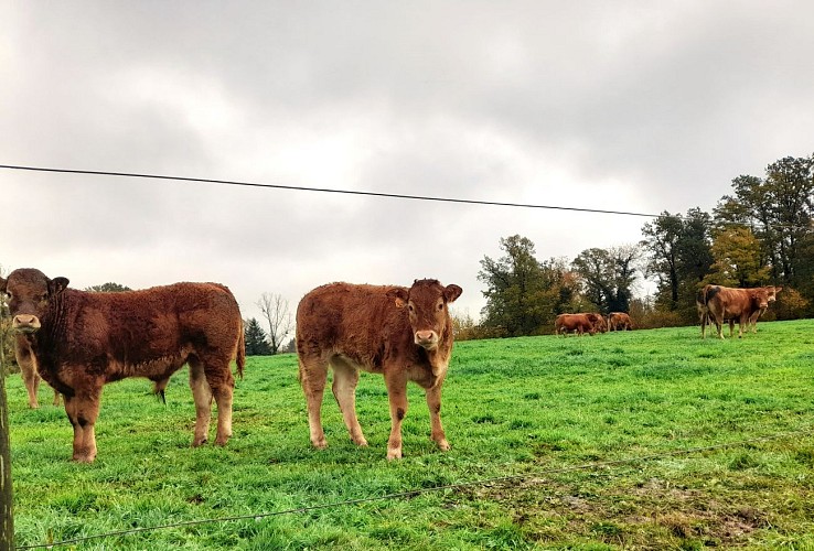 Germignac - Moulin de la Papeterie - Beyssenac - © N.Jumelle - OT TDC (2)