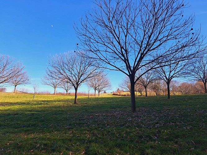 Chataigneraie - La Siauve - Beyssac © JL OT TDC (3)