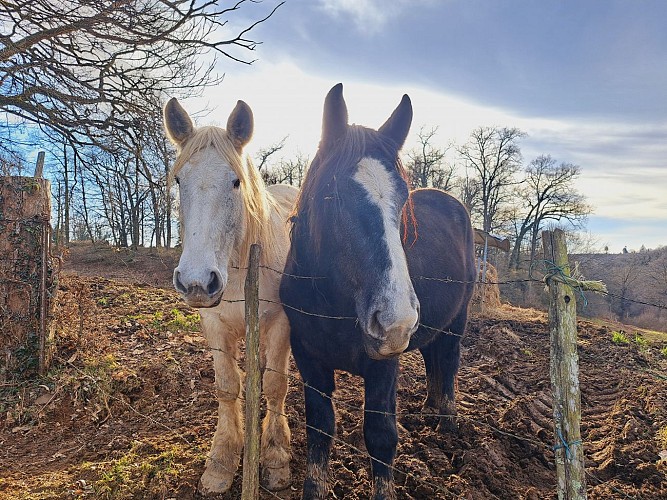 Domaine des Monts - La Siauve - Beyssac © JL OT TDC (9)