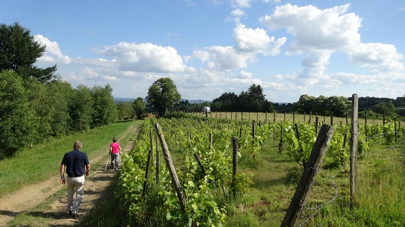 Les Vignes - Concèze © Foyer Rural - Office de Tourisme Terres de Corrèze