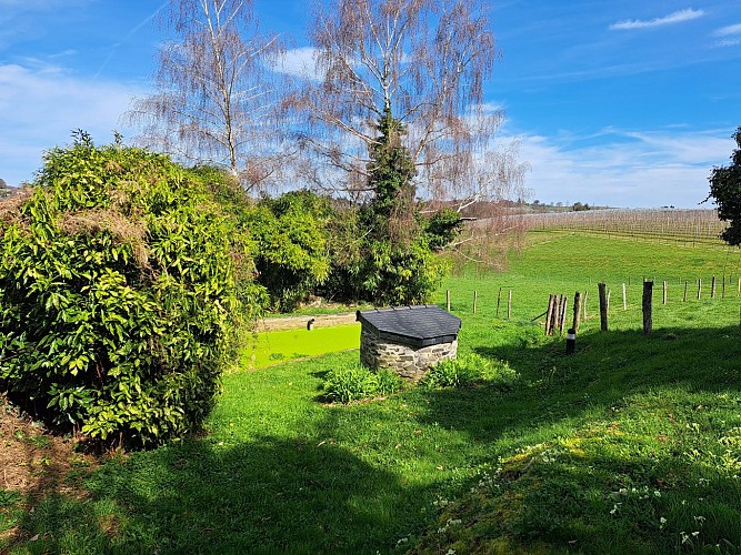 Fontaine - Les Vignes - Conceze - 