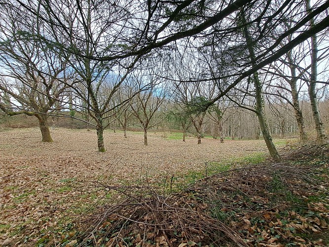 Châtaigneraies - La Tine - Conceze © J.Lautrete - Office de Tourisme Terres de Correze (1)