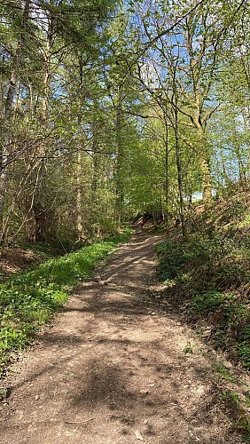 Wandeling ''Trou des Renards" - 13km