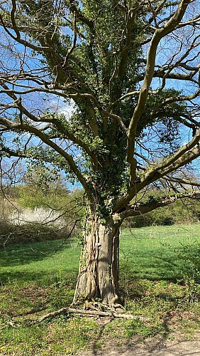 Wandeling "Trou des Renards" 6,5km - Variante