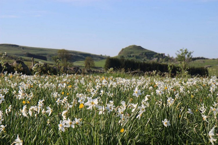 La motte de Marchastel