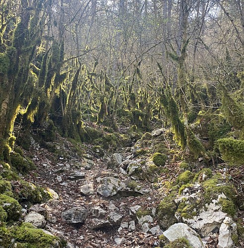 Gorges de la Jonte via le Champignon Préhistorique et l’ermitage St Michel