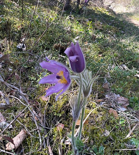 Gorges de la Jonte via le Champignon Préhistorique et l’ermitage St Michel