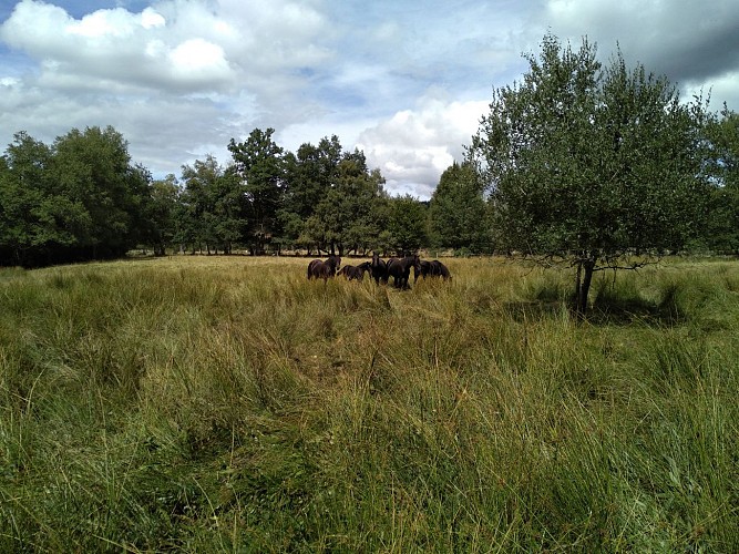 pré+chevaux