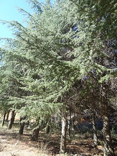 Plantation de cèdres par l'ONF