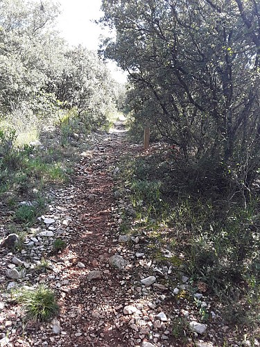 Circuit "A l'ombre des bois"