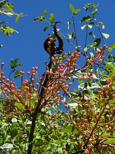 Pistachier térébinthe
