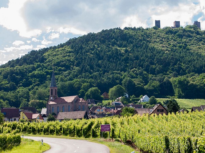 Cycling tour - Between vineyards and forests