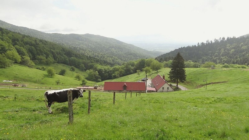 Ferme Auberge du Kohlschlag