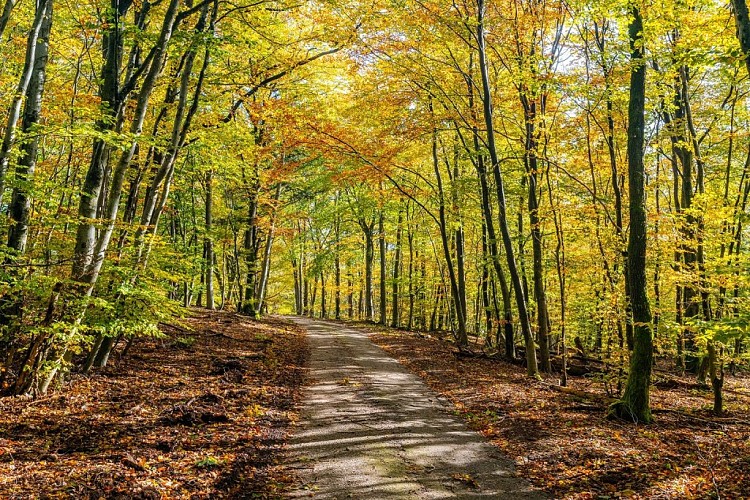 Forêt dans le massif du Grand Wintersberg