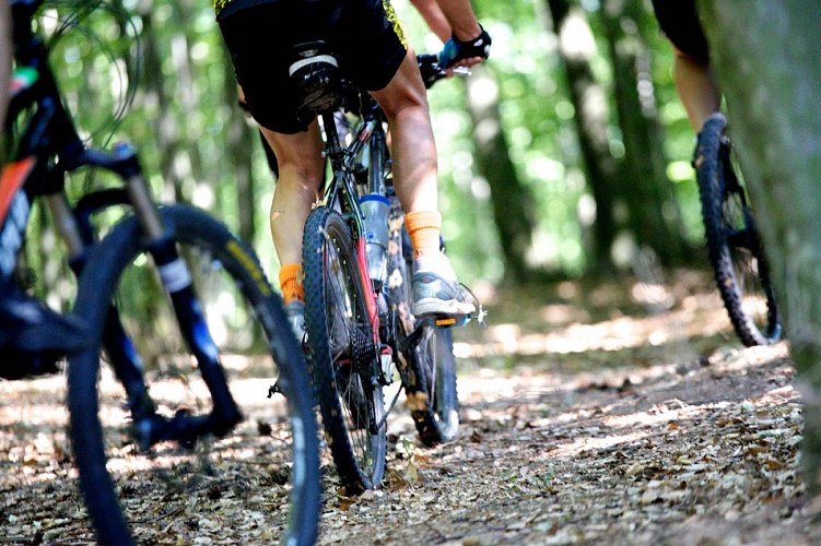 Balade à VTT, entre les massifs du Wintersberg et du Wasenkoepfel, Niederbronn-les-Bains, Alsace