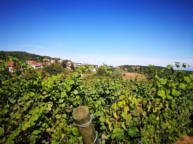 Les vignes de Rammersmatt