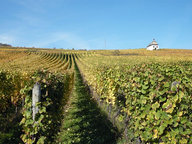 BL921 - The Vineyard of Roi Dagobert