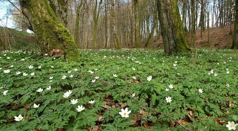 Dans la forêt du Willerbach