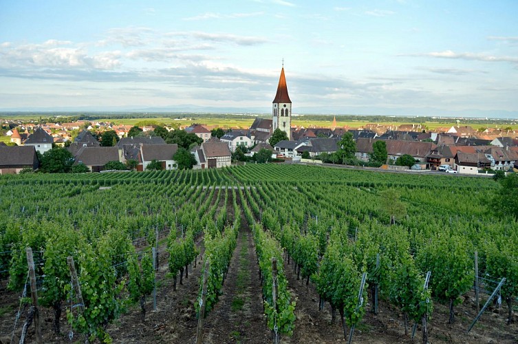 Wanderung - von Kaysersberg nach Ammerschwihr
