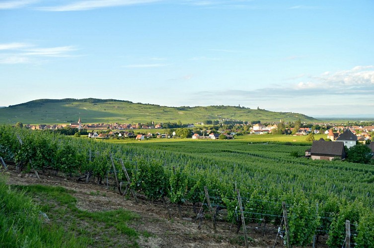 Hiking tour - from Kaysersberg to Ammerschwihr