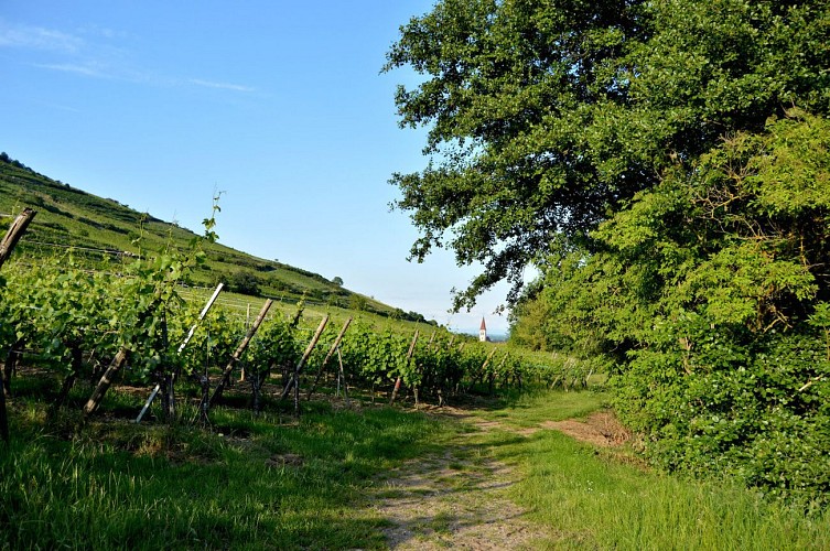 Circuit rando - de Kaysersberg à Ammerschwihr entre vignoble et forêt