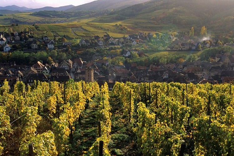 Circuit de découverte de Ribeauvillé