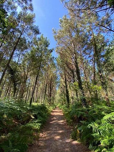 balade-rando-a-pied-lou-coupe-came-messanges