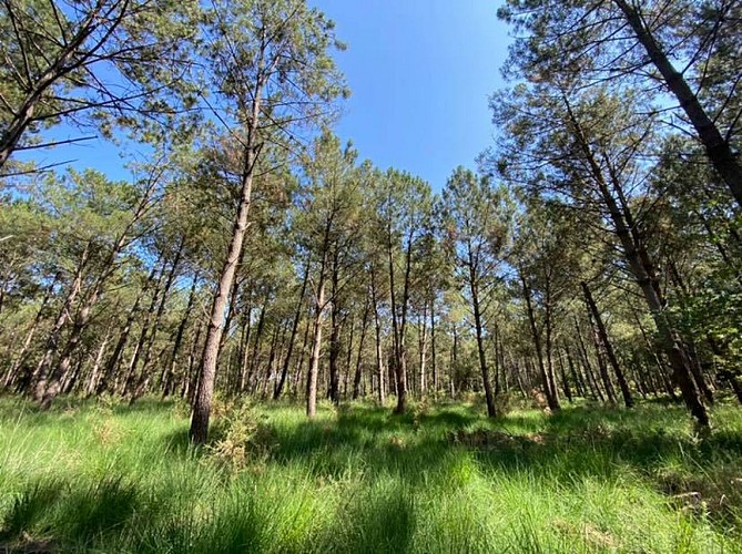 balade-rando-a-pied-lou-coupe-came-messanges