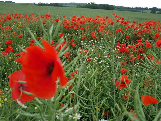 Coquelicot