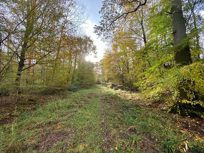 Une escapade forestière aux portes de la ville_Ferrières-en-Brie