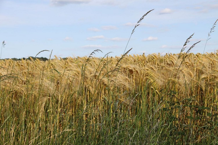 Campagne en Perche Haut Vendômois