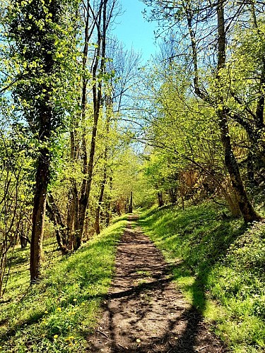 La pente douce sur le sentier forestier