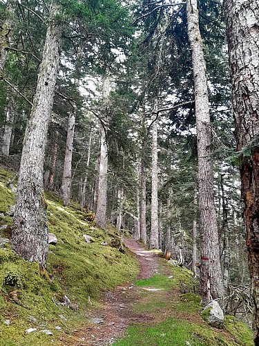 La montée tranquille dans la forêt de la Seube