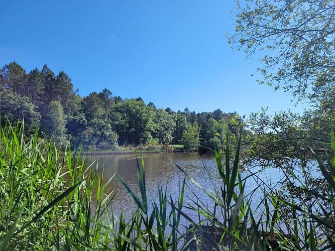 rando boucle de la Lande Chantérac - étang de Barde