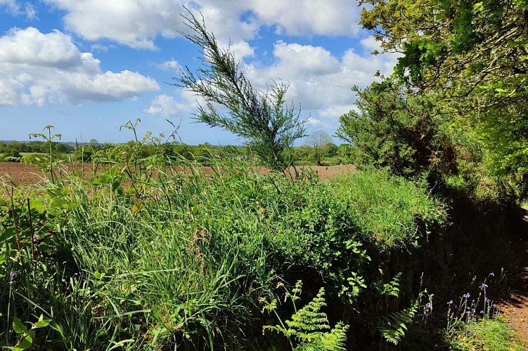 Vue sur la campagne autour de Lanvellec