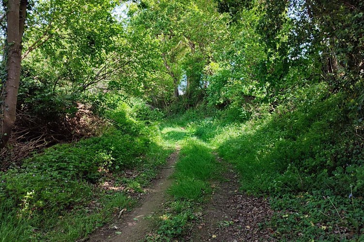 Chemin entre les talus - Lnvellec