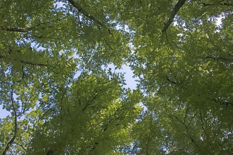 foret-chabrieres_3433.jpg-1024px.JPG_2