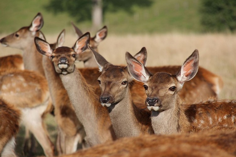 Elevage de cerfs