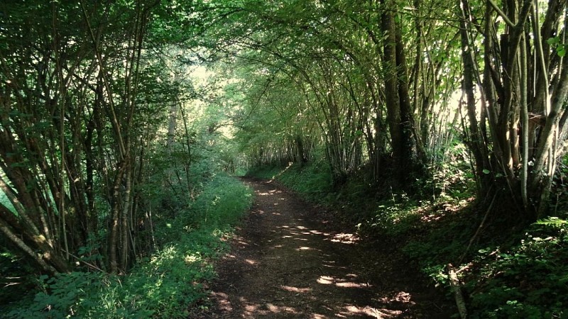 Sentiers des blés Maringes